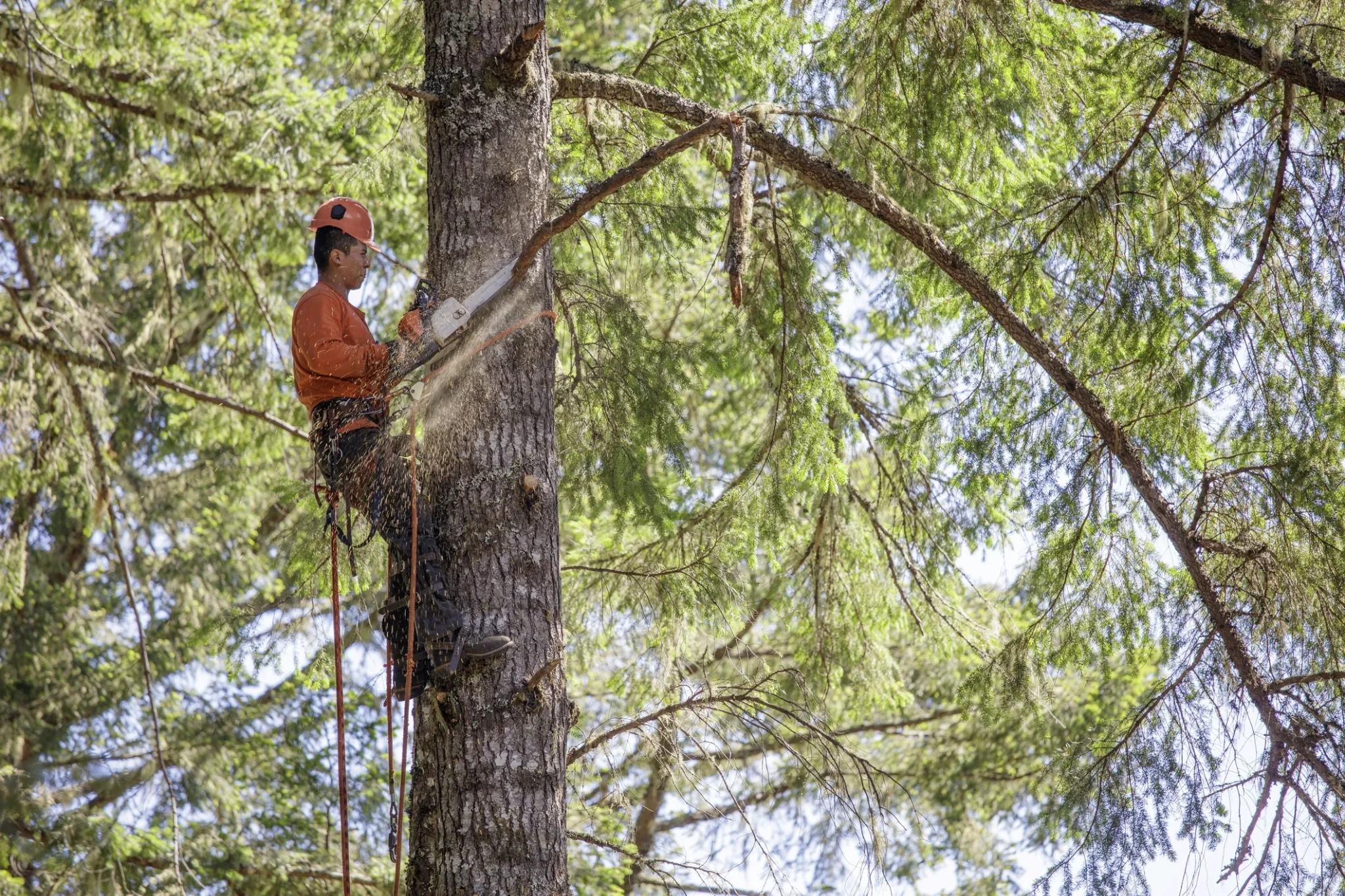 Hazardous Oak Removal