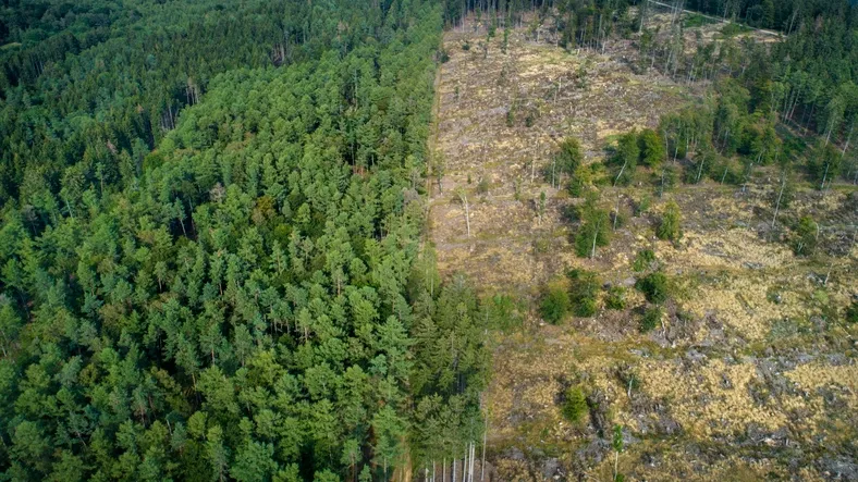 Land clearing