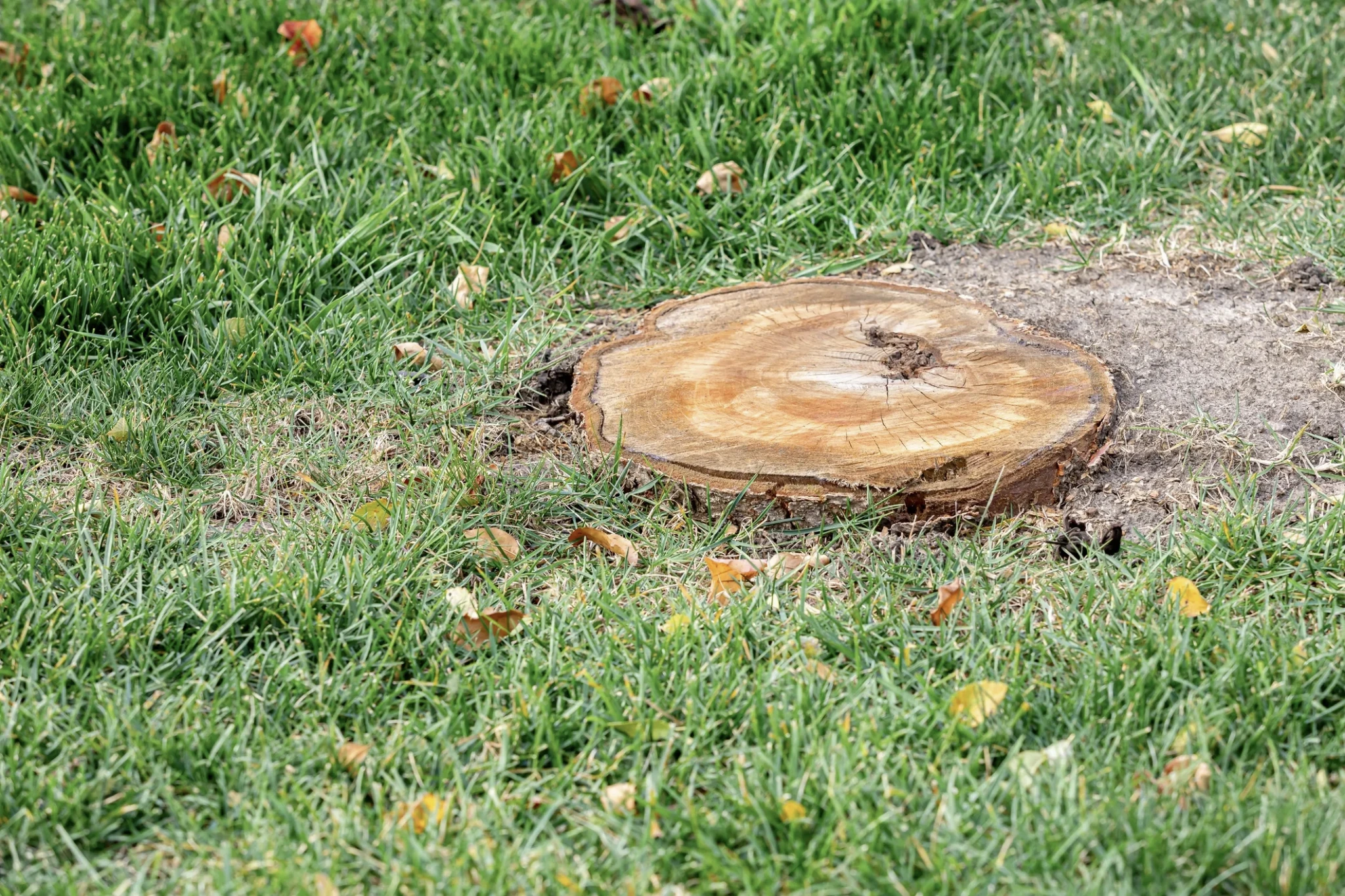 Stump Grinding Full Property