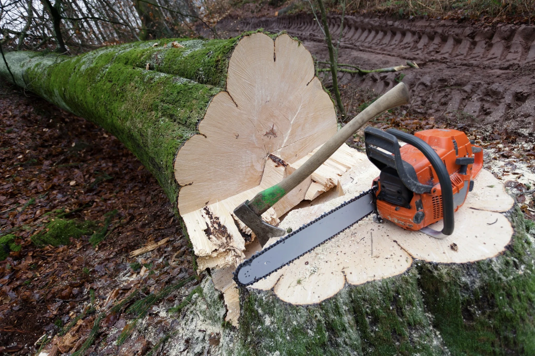 Tree removal