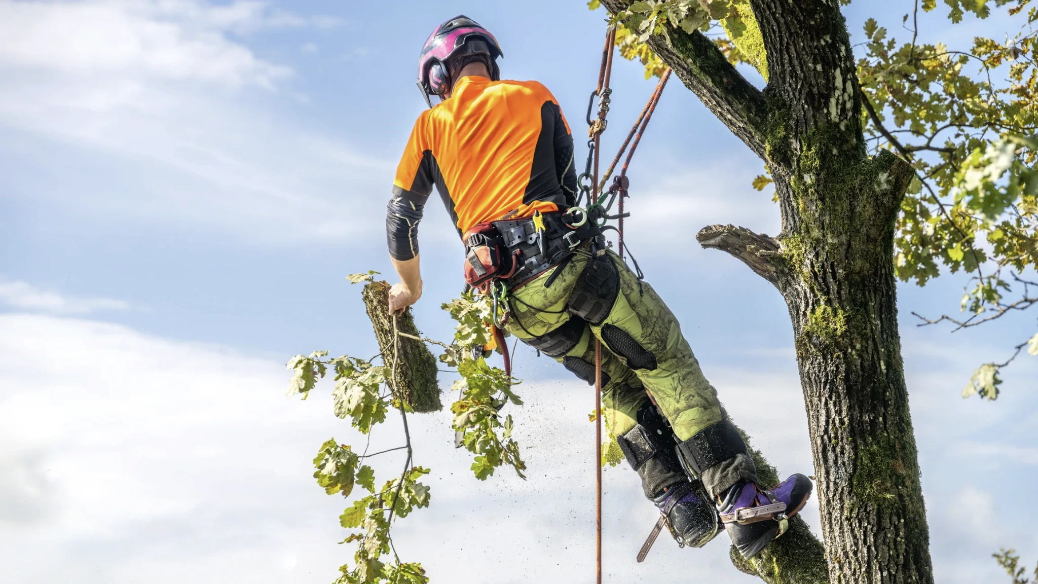 Tree trimming